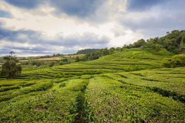 Sao Miguel adasında ki eşsiz çay tarlaları, Azores takımadaları