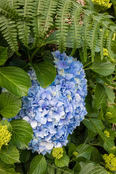 Wild growing hydrangeas on Sao Miguel island, Azores archipelago — Stock Photo, Image