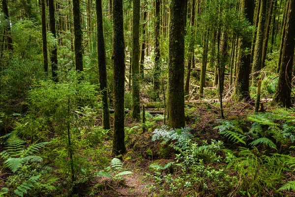 Wald rund um die kanarische Lagune auf der Insel São Miguel, Azoren archi — Stockfoto