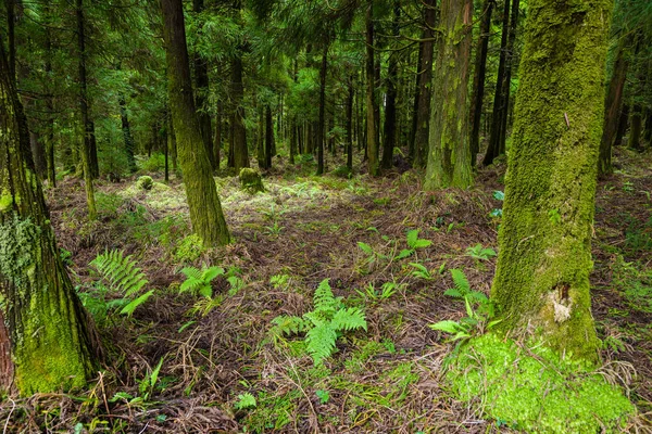 Wald rund um die kanarische Lagune auf der Insel São Miguel, Azoren archi — Stockfoto