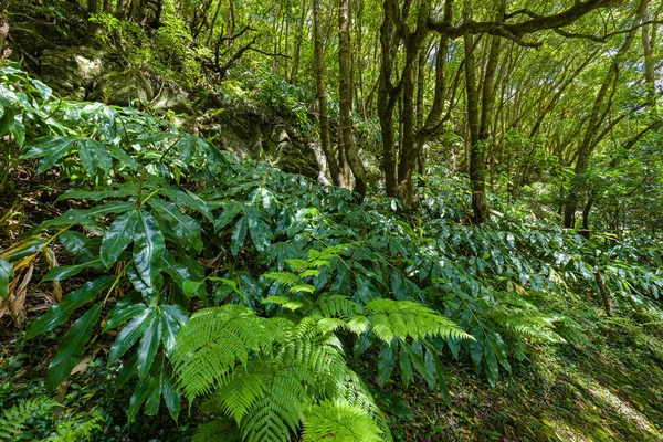 Nature Salto Do Prego trailhead at Faial Fabra Terra, Sao Fabruel, A — стоковое фото