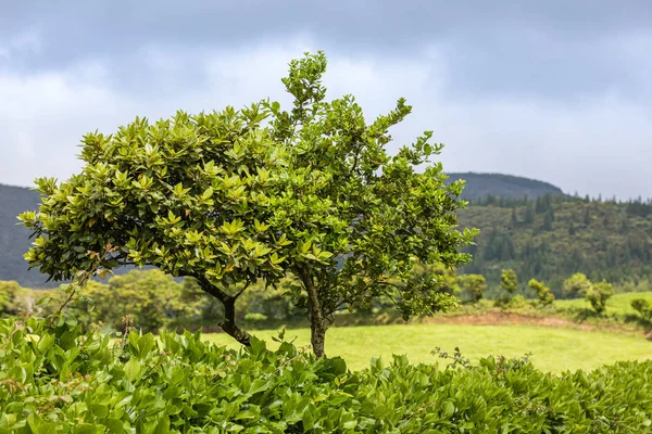 Prados e pastagens nas montanhas da ilha de São Miguel, Açor — Fotografia de Stock