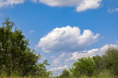 Ağaçların tepesinde mavi gökyüzünde beyaz bulut