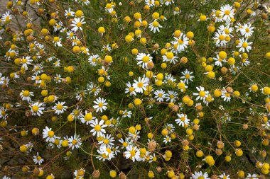 Yaz mevsiminde vahşi papatyalar. Slovakya 'daki tarım alanları.