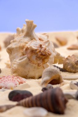 Kumda deniz kabukları