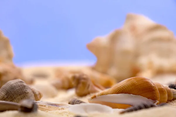 Seashells Sand — Stock Photo, Image