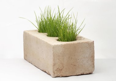 Beyaz arka planda tuğlalardan büyüyen çimenler