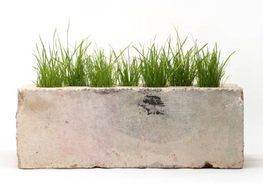 Beyaz arka planda tuğlalardan büyüyen çimenler