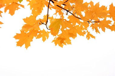 Beyaz arka planda sarı ağaç yaprak