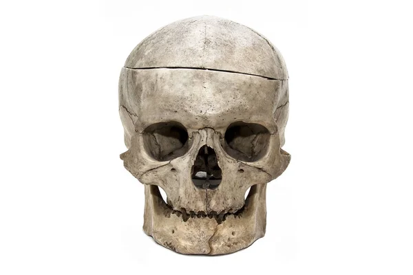 Cráneo Humano Desde Frente — Foto de Stock