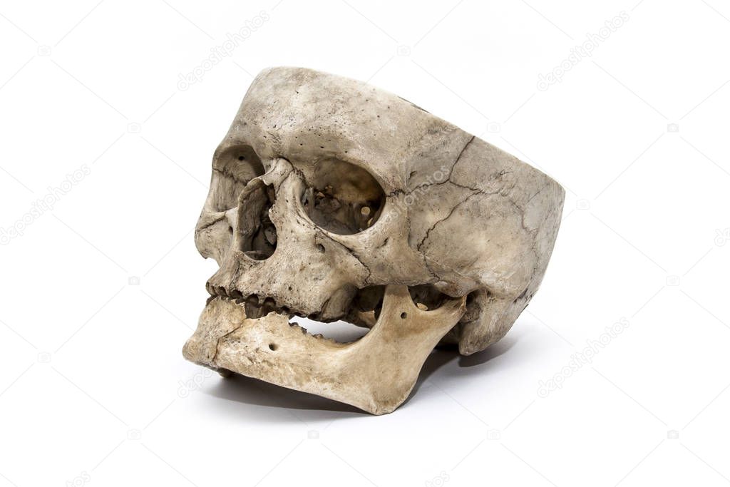 The human skull from the three quarter on the white background