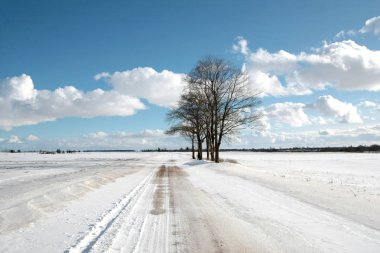 Güzel bir rüzgarlı gün karlı yolda yanındaki ağaçlar