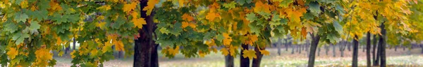 Kleurrijke Esdoorn Bladeren Bewolkte Herfstdag — Stockfoto