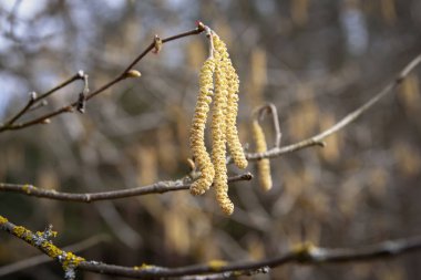 Ormandaki bir güneşli bahar sabah ağaç kütükler