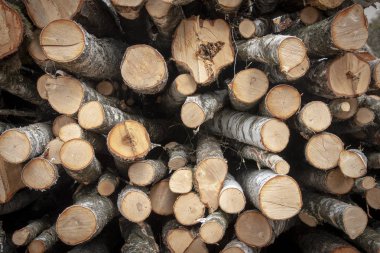 Büyük bir yığın yığın huş yakacak odun