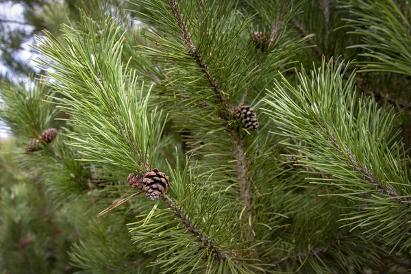 Ornamental Pine Branches Sunny Spring Day — Stock Photo, Image