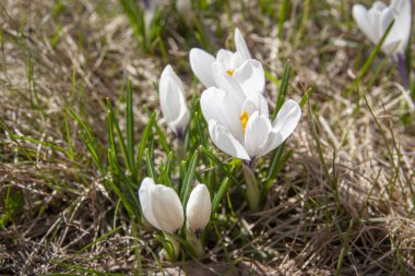 Bahar crocus güneşli bir günde bir sarı çimenlerin üzerinde