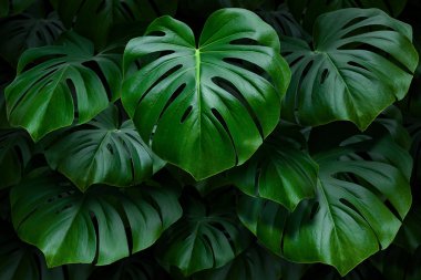 Büyük yeşil monstera koyu bir arka plan üzerinde bırakır