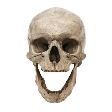 Dişleri olmadan önden eski insan kafatası görünümü