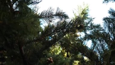 Köknar ağacının dalları, kamera sorunsuz hareket, refocusing