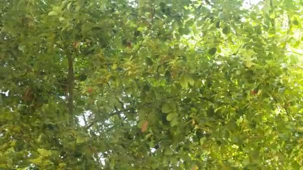Зеленые листья качаются на ветру — стоковое видео