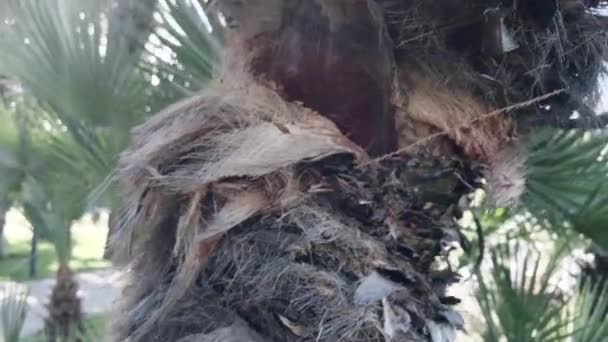 Palm tree på nära håll med kamerarörelse — Stockvideo