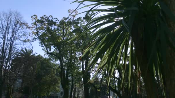 Dłoń drzewo i słońce — Wideo stockowe