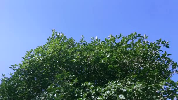 Teil des grünen Baumes und blauer Himmel auf dem Hintergrund — Stockvideo