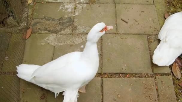 Canard blanc va de l'avant . — Video
