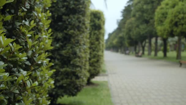 Trimmed shrub on the background of the road in the park. — Stock Video