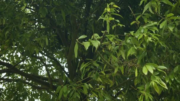 Feuilles et branches d'arbres gros plan .