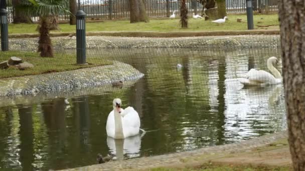 Cisnes brancos nadam no lago. Pássaros na água . — Vídeo de Stock