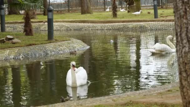 Angsa putih berenang di danau. Burung-burung di dalam air . — Stok Video