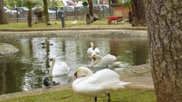 白天鹅在湖里游泳。水中和陆地上的鸟. 免版税图库视频片段