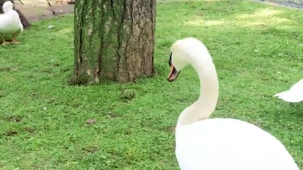 Swan jest chodzenie w zoo — Wideo stockowe