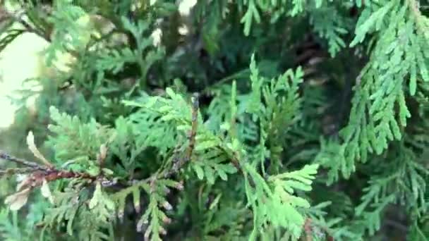 Extremt närbild av Thuja — Stockvideo