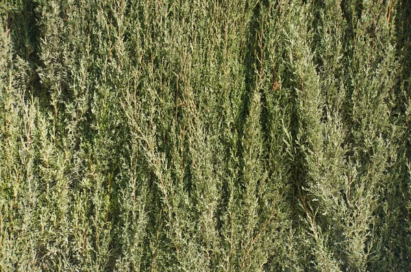 Green Plant Texture Macro View — Stock Photo, Image