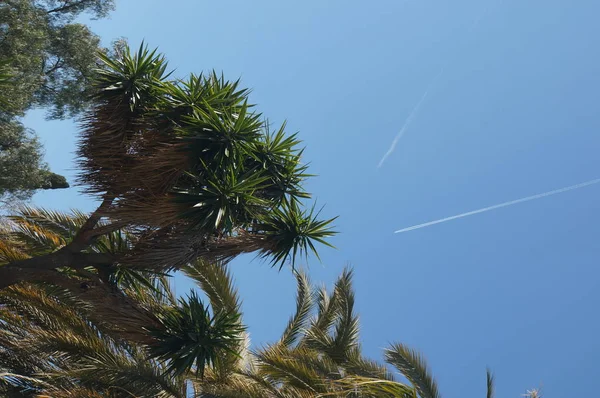 Palmboom Achtergrond Van Blauwe Hemel — Stockfoto