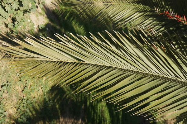 Feuilles Palmier Dans Jardin — Photo