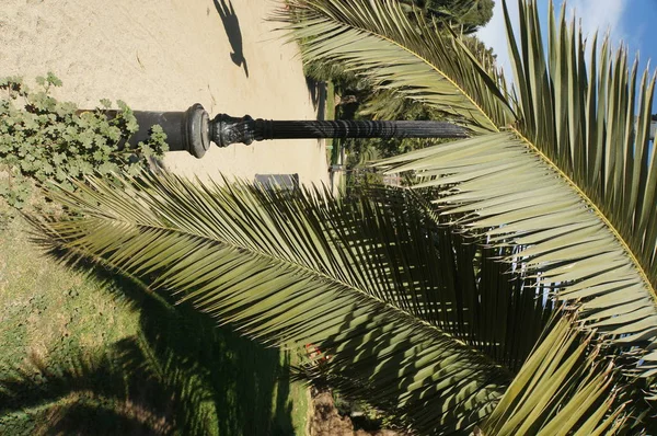 Palmiye Ağacı Bahçede — Stok fotoğraf