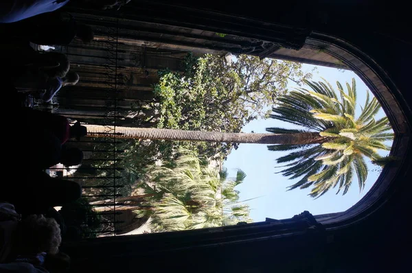 棕榈树在西班牙巴塞罗那 — 图库照片