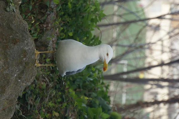 Möwe Auf Einem Pfosten Der Nach Links Schaut — Stockfoto