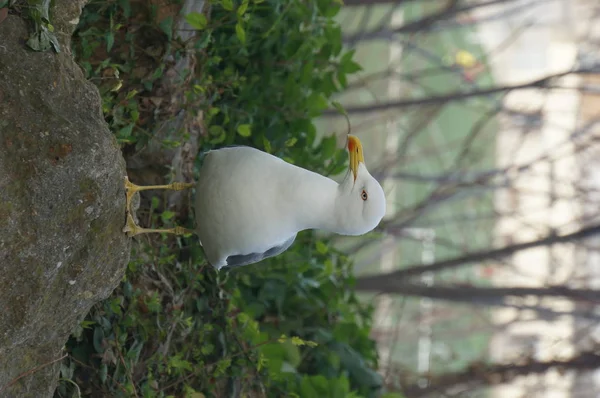 Gaviota Poste Mirando Derecha —  Fotos de Stock