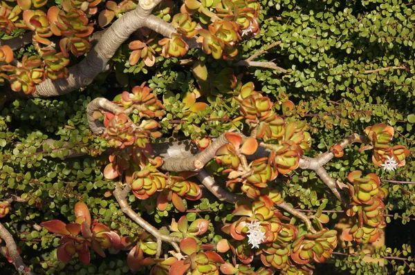 Gekleurde Bloemen Tuin — Stockfoto