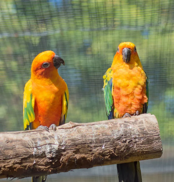 Güneş conure dalı