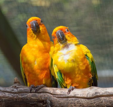 bir ağaç dalı üzerinde tünemiş sarı kuş