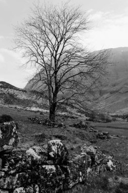 Çayırda yalnız ağaç