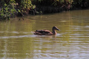 Ördek gölüdür yalnız
