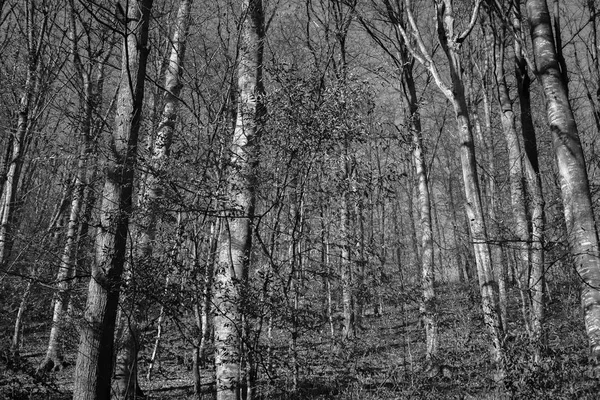 Árboles forestales caducos en blanco y negro — Foto de Stock