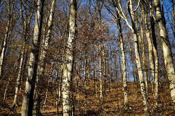 Árvores cinzentas decíduas no dia ensolarado de inverno — Fotografia de Stock